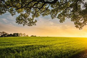 landscape photography of field